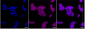 KD-Validated Anti-pro Caspase 3 Rabbit Monoclonal Antibody
